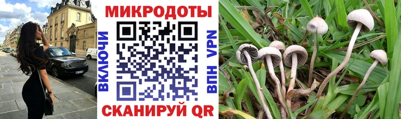 цена   Заозёрный  Галлюциногенные грибы Cubensis 